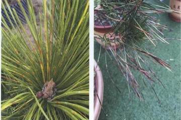 哪些管理方法会导致盆景生长不良