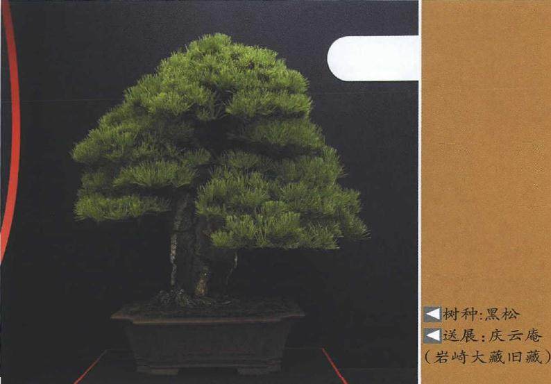 2018年第38届日本盆景大观展在京都盛大举办