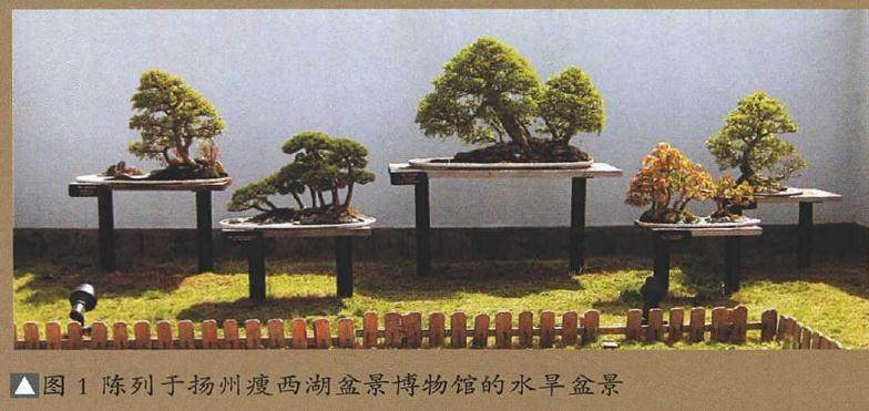 如何做好树石盆景的放置场地?