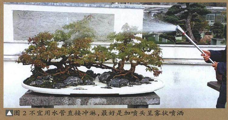 在夏季给盆景浇水的3个注意事项