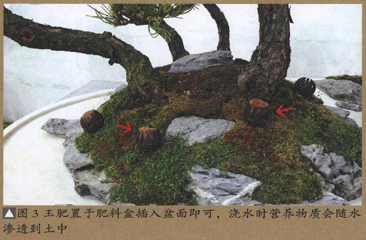树石盆景施肥特别要注意以下6点
