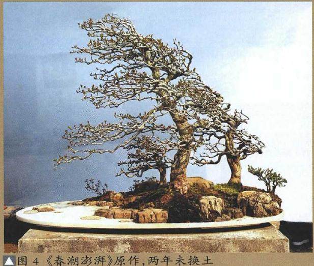 图解 树石盆景的换土全过程 7幅