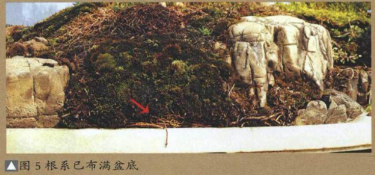 图解 树石盆景的换土全过程 7幅