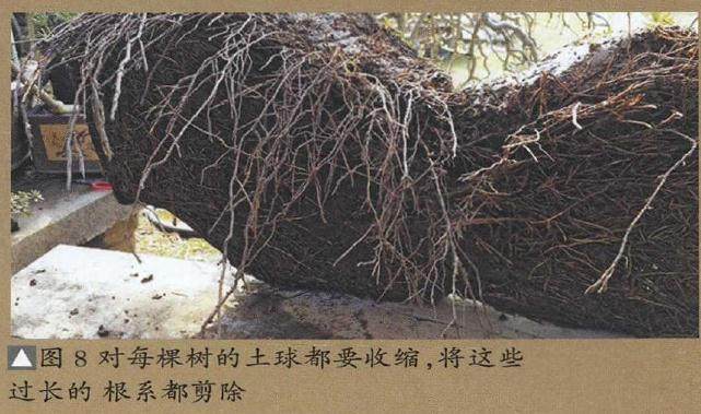 图解 树石盆景的换土全过程 7幅