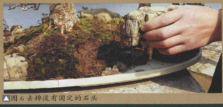 图解 树石盆景的换土全过程 7幅
