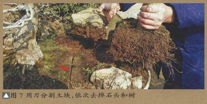 图解 树石盆景的换土全过程 7幅