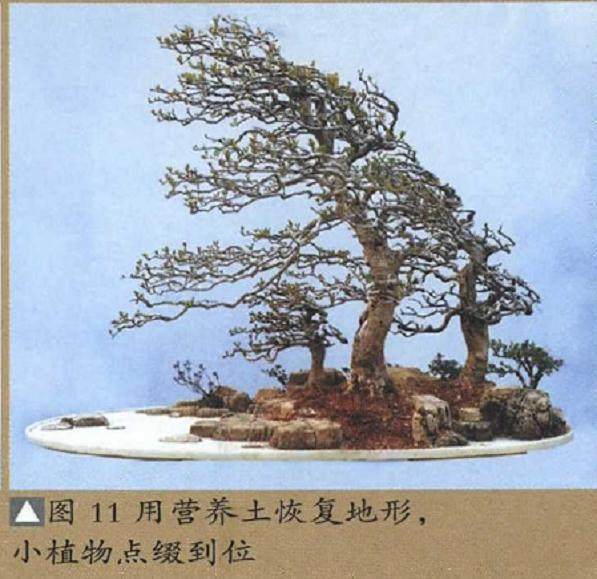 图解 树石盆景的换土全过程 11幅