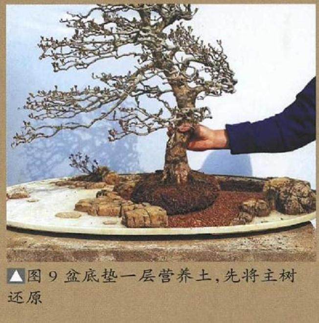 图解 树石盆景的换土全过程 11幅
