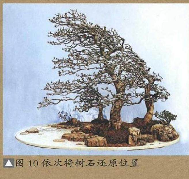 图解 树石盆景的换土全过程 11幅