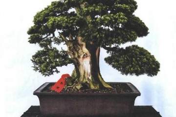 2018年 温岭第十一届盆景展在会展中心举行