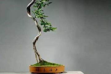 从唐代到明代的文人树盆景历史