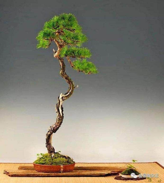 民国期间 文人树盆景的历史