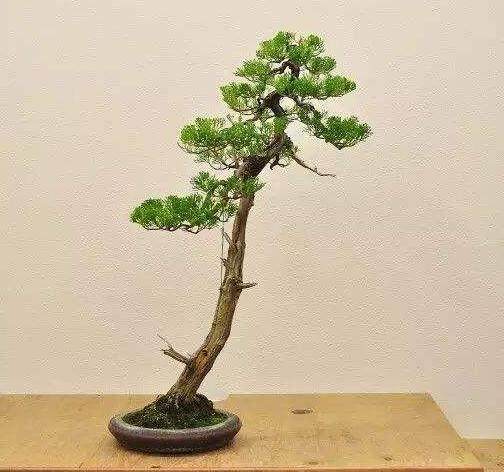 民国期间 文人树盆景的历史