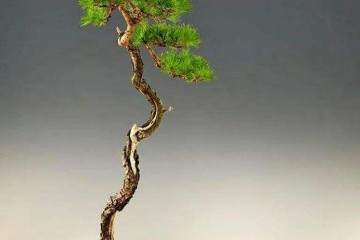 民国期间 文人树盆景的历史