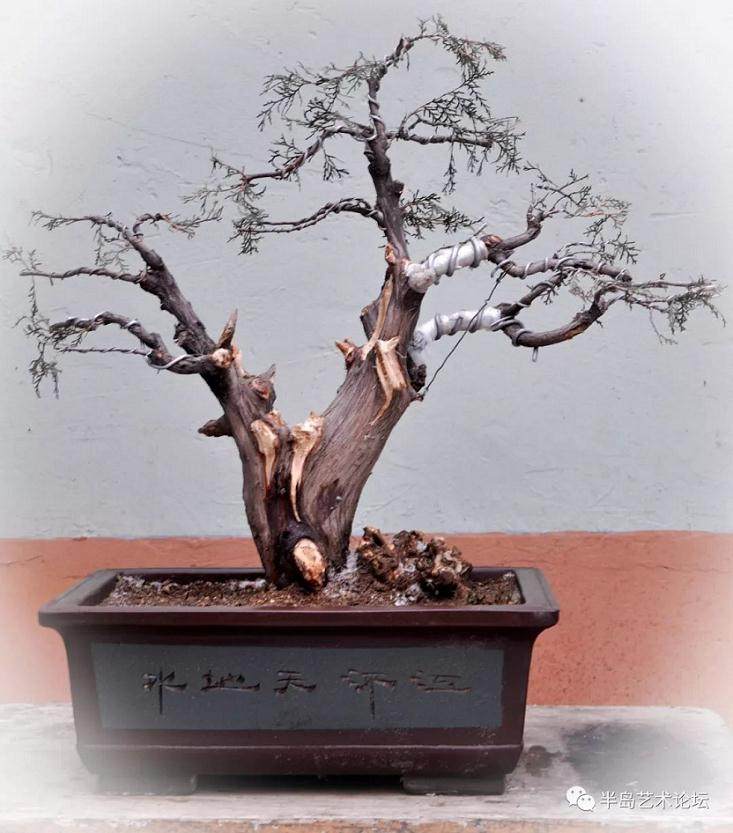 刘常起参加威海市文登盆景展获得铜奖