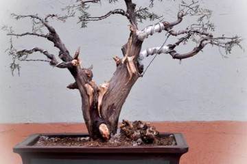 刘常起参加威海市文登盆景展获得铜奖