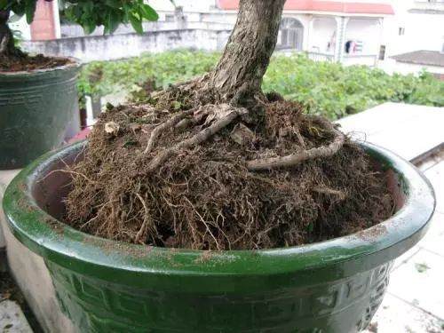 图解 盆景换盆移植的13个步骤