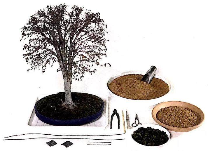图解 盆景换盆移植的13个步骤
