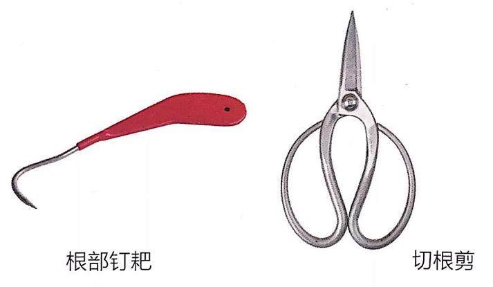 图解 盆景换盆移植的13个步骤