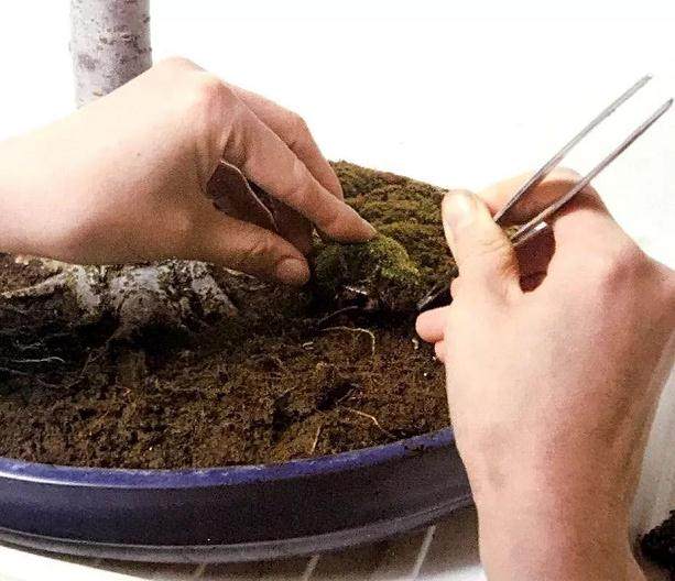 图解 盆景换盆移植的13个步骤