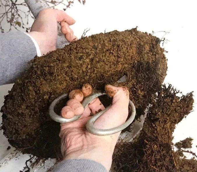 图解 盆景怎么换盆移植的13个步骤