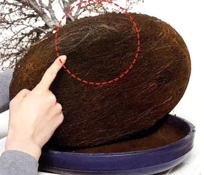 图解 盆景怎么换盆移植的13个步骤