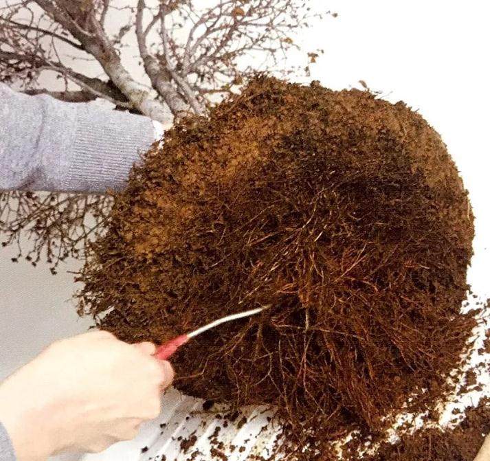 图解 盆景怎么换盆移植的13个步骤