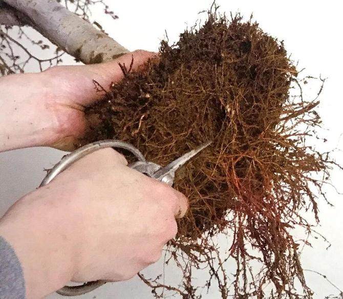 图解 盆景怎么换盆移植的13个步骤