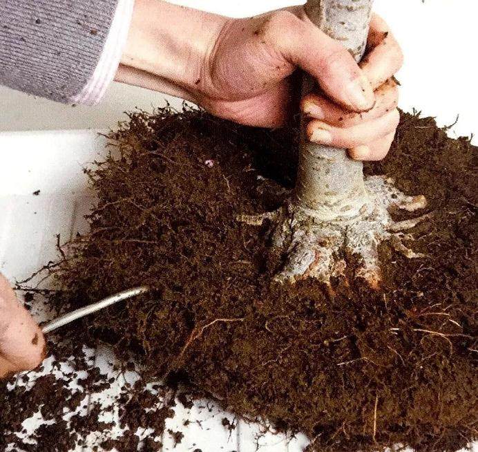 图解 盆景怎么换盆移植的13个步骤