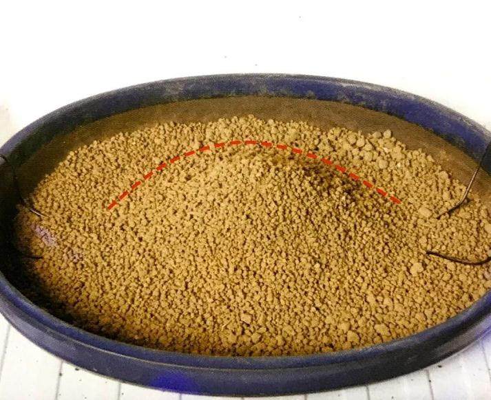 图解 盆景怎么换盆移植的13个步骤