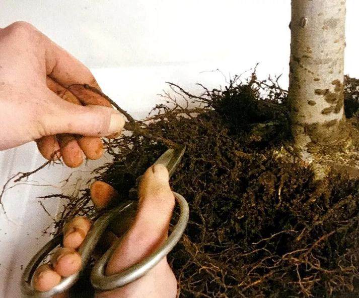 图解 盆景怎么换盆移植的13个步骤