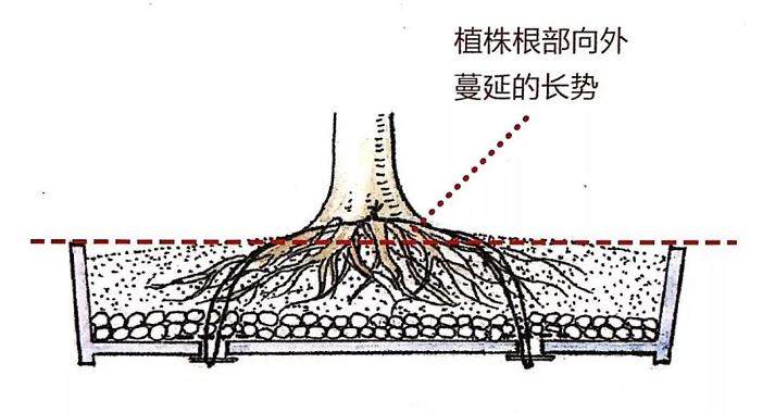 图解 盆景怎么换盆移植的13个步骤