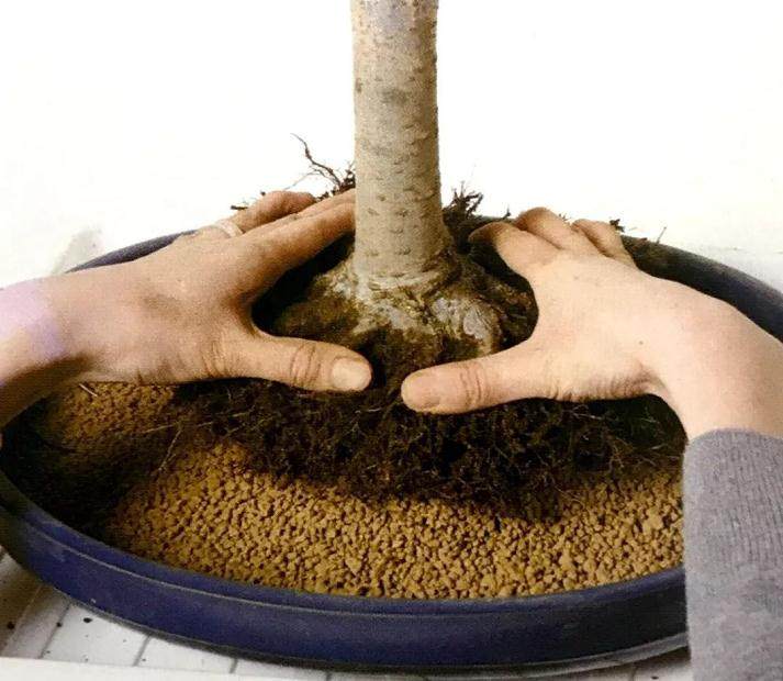 图解 盆景怎么换盆移植的13个步骤