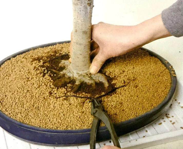 图解 盆景怎么换盆移植的13个步骤