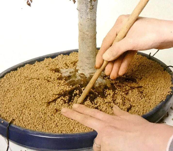 图解 盆景怎么换盆移植的13个步骤