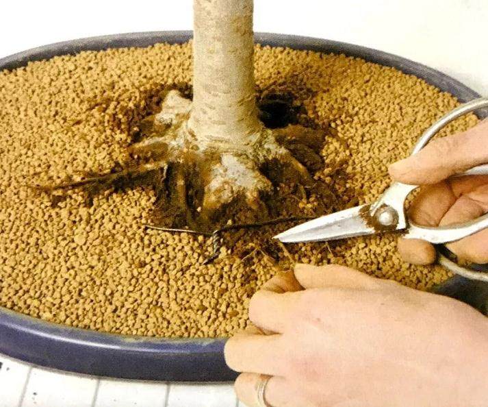 图解 盆景怎么换盆移植的13个步骤