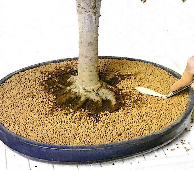 图解 盆景怎么换盆移植的13个步骤