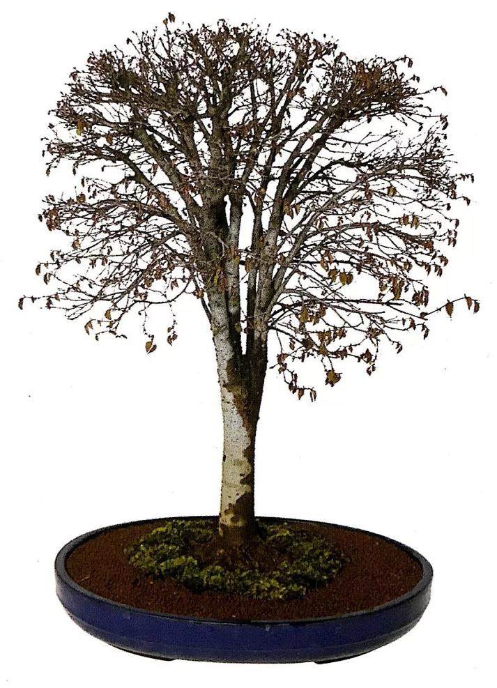 图解 盆景怎么换盆移植的13个步骤