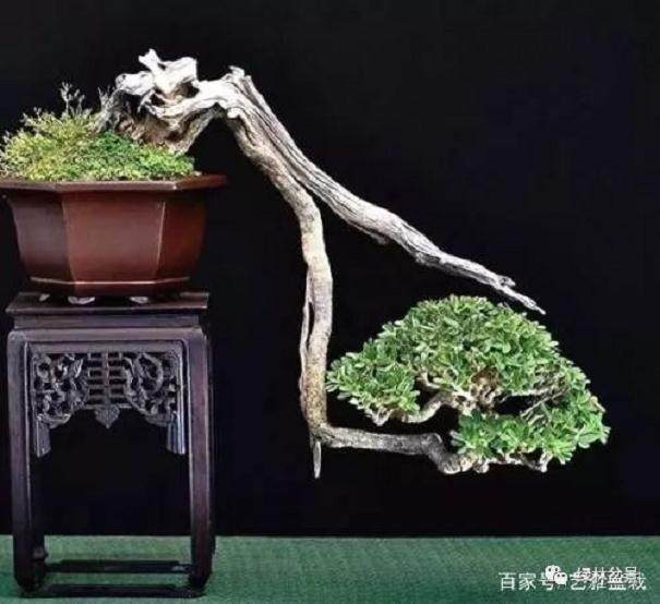 盆景剪枝4大技巧 学会它 可成大师