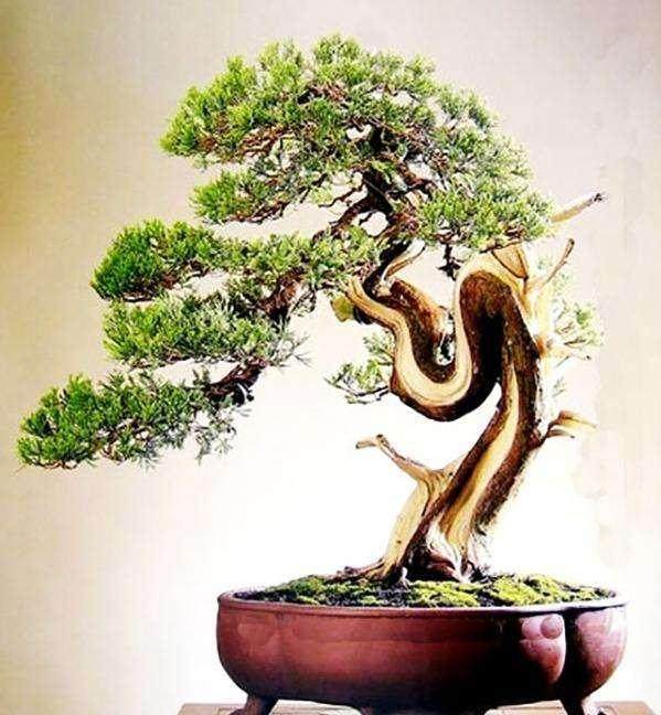 几种常见的曲干式盆景解析