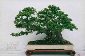 玉树盆景在养护时 一定要为它的土壤进行松土