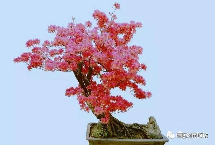 杜鹃花盆景的放置场所与翻盆