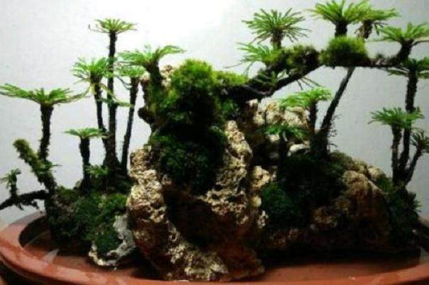 卷柏盆景的看起来是枯死的 其实植株是正常生长的