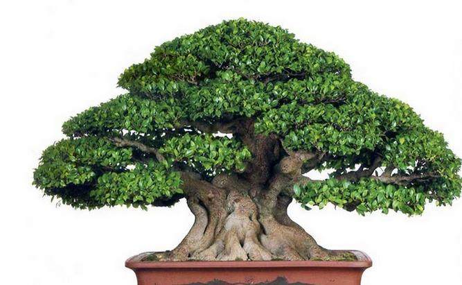 小叶榕树盆景怎么弄造型？
