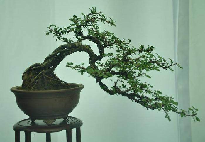 给微型盆景浇水的3个注意事项