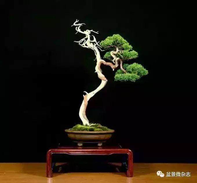 给大家分享5点制作盆景造型的方法
