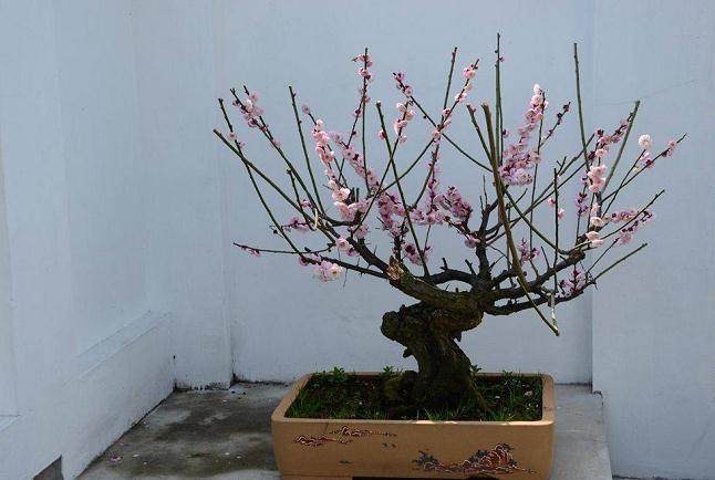盆景梅花花后 修剪一定要趁早!