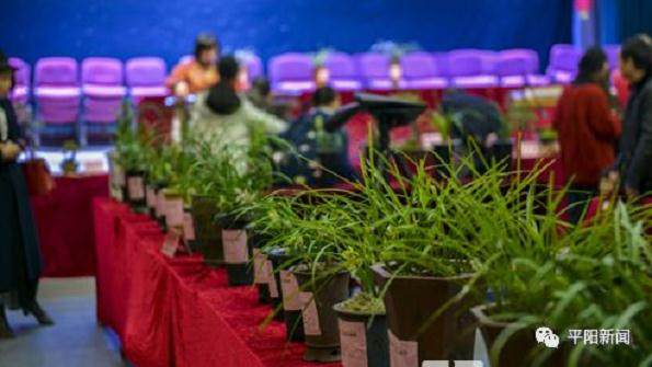 平阳县第十届兰花盆景书画展开展