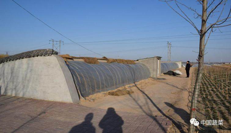 黄韭盆景在温室的种植方法