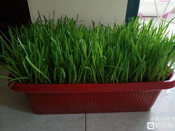 黄韭盆景的物理防治病虫害